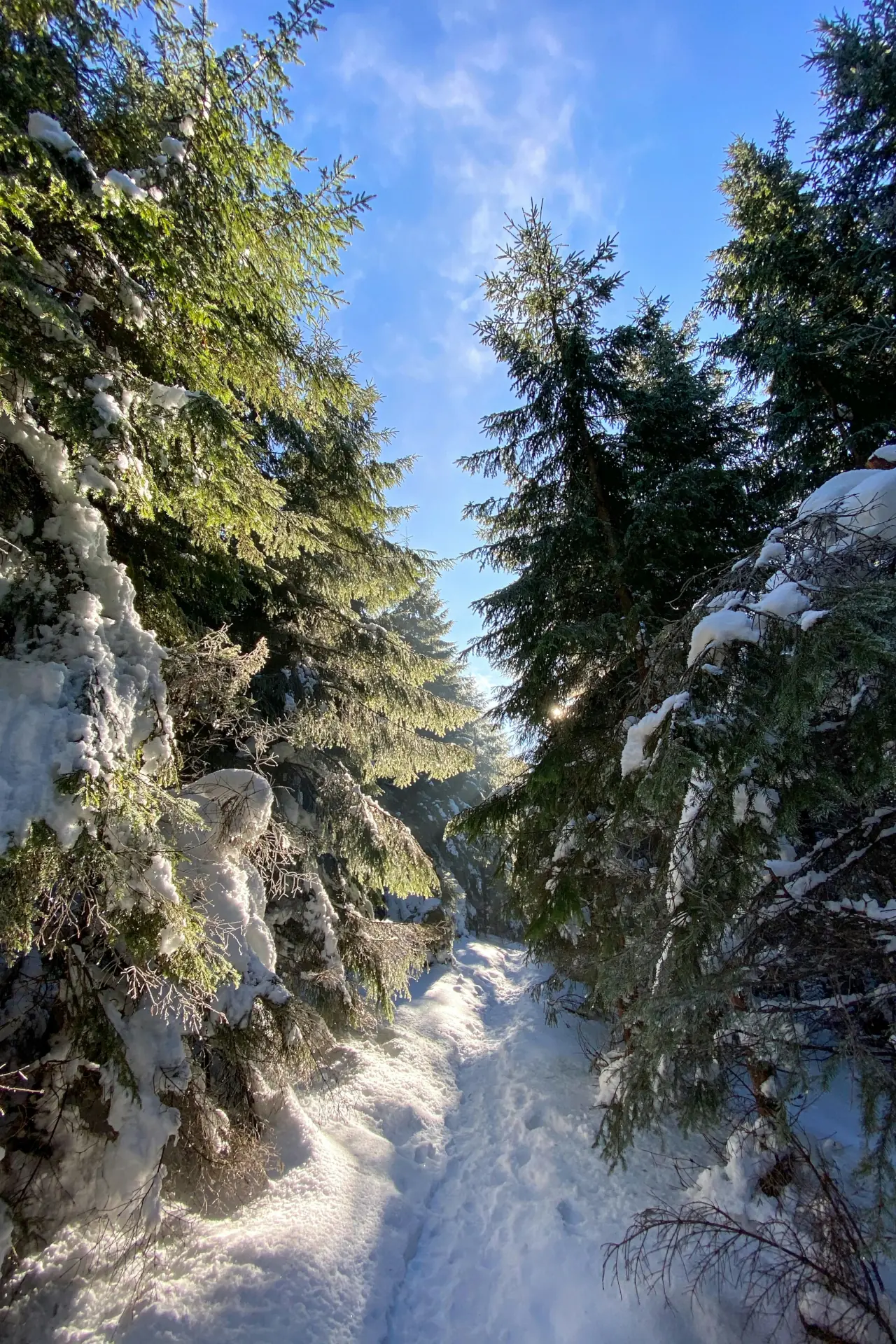 Pertouli Meadows & Forest