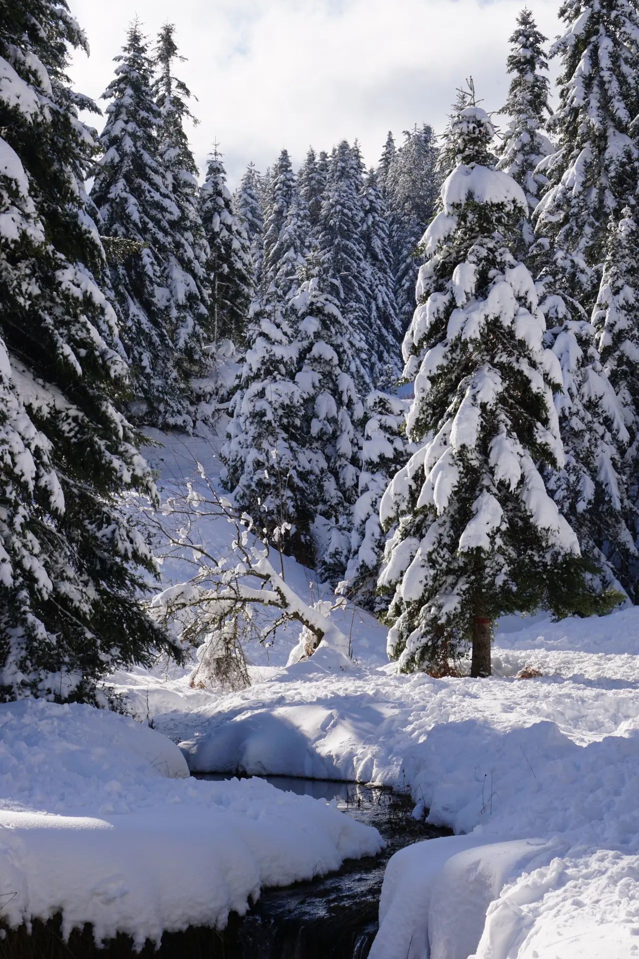 Winter in Pertouli