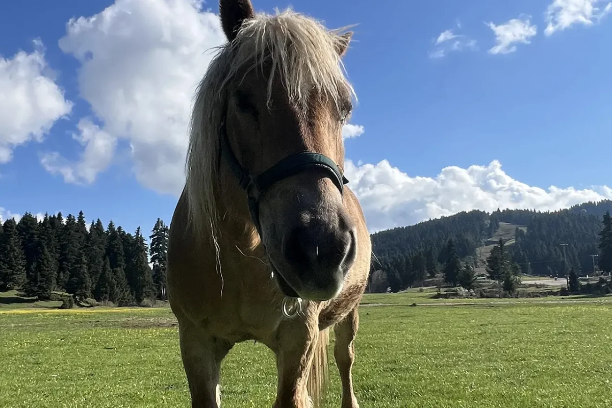 Pertouli Horseback Riding