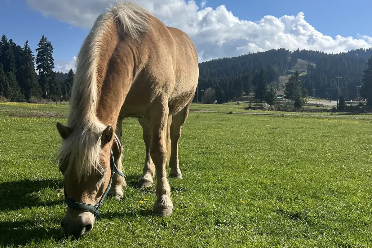 Pertouli Horseback Riding